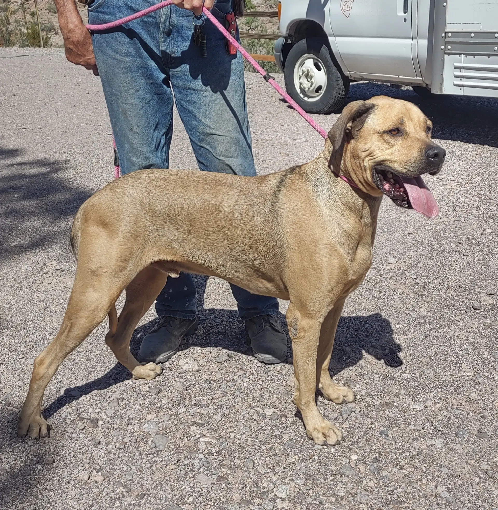 Tonka - Mastiff