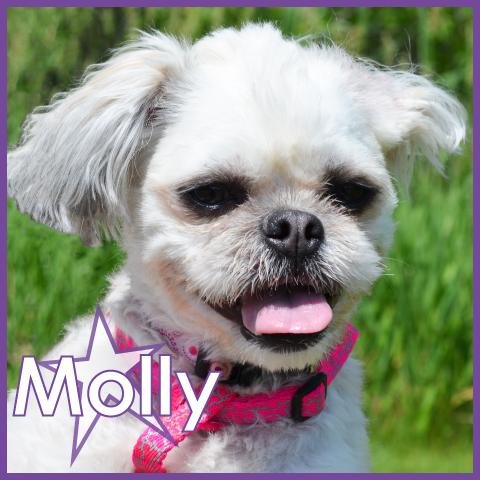 Molly II