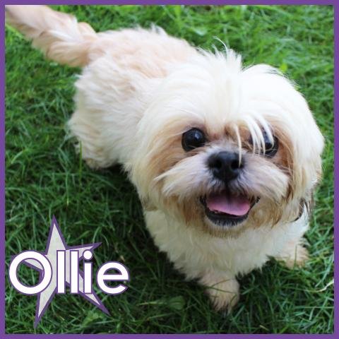 Ollie