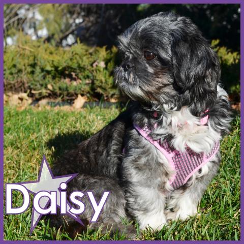 Daisy