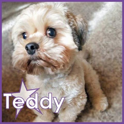 Teddy II