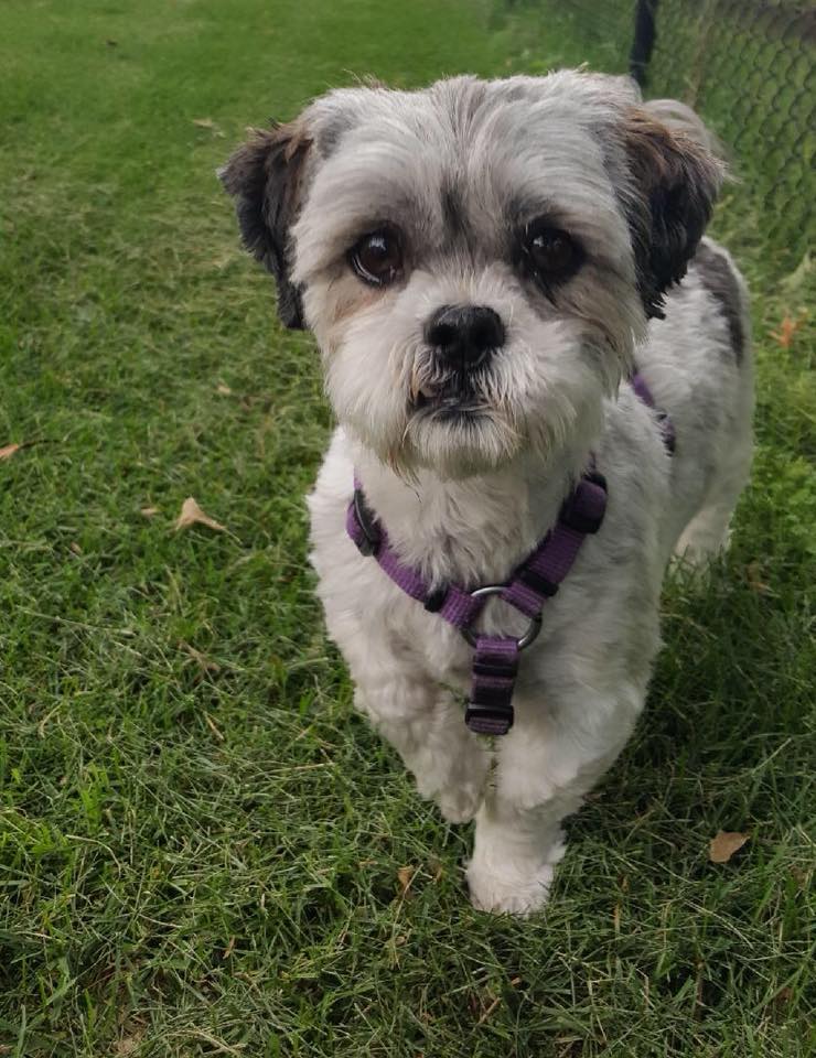 Bichon frise and 2024 shih tzu mix