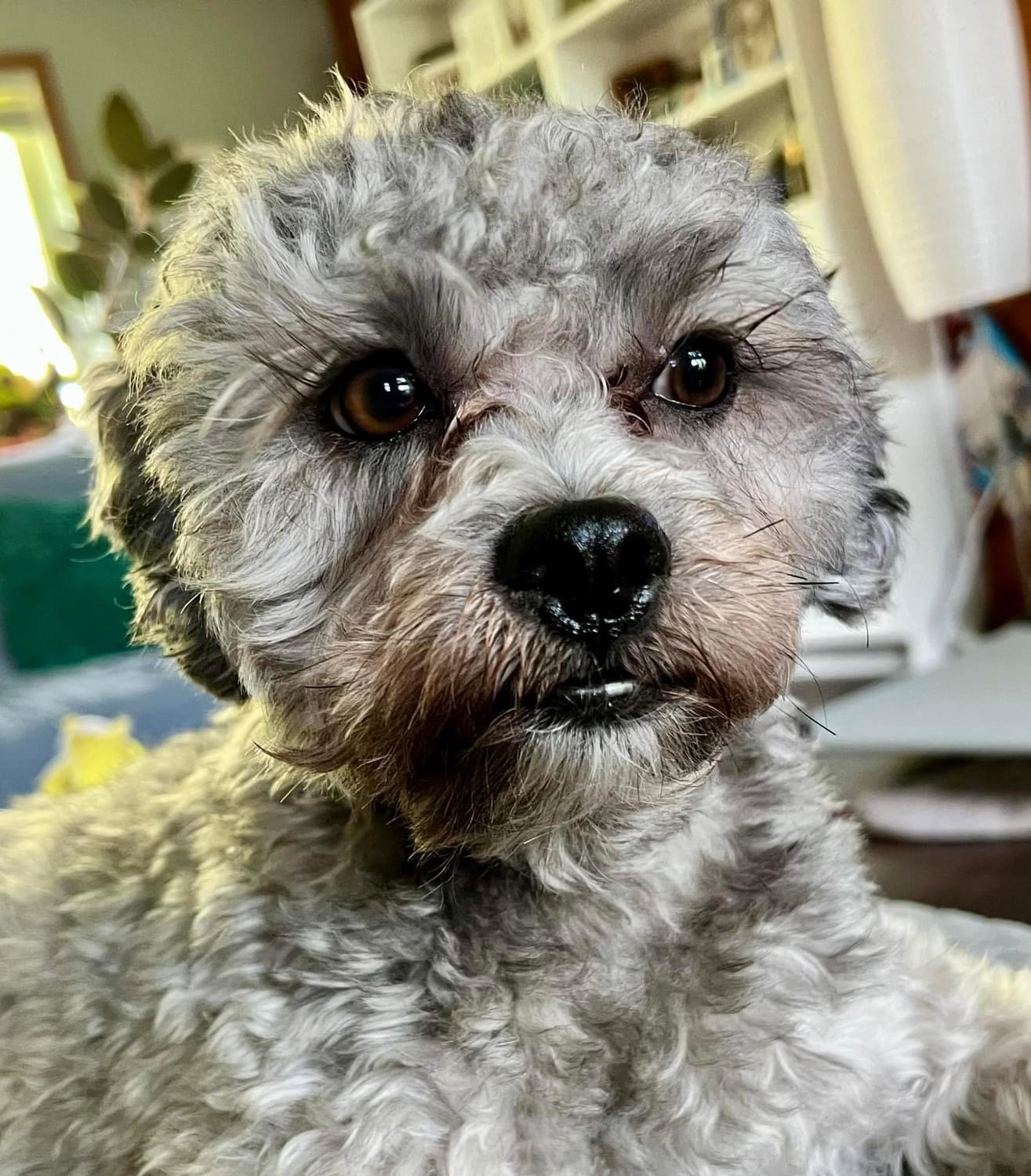 Dog for Adoption - Chewie, a Shih Tzu in Minnetonka, MN | Alpha Paw