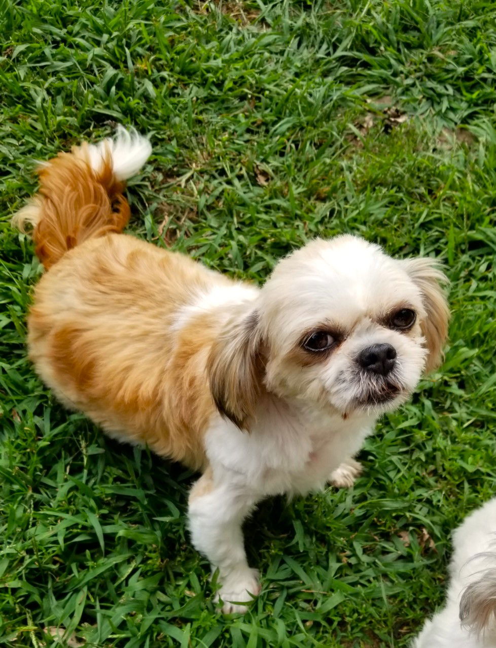 adoptable Dog in Excelsior, MN named Sadie