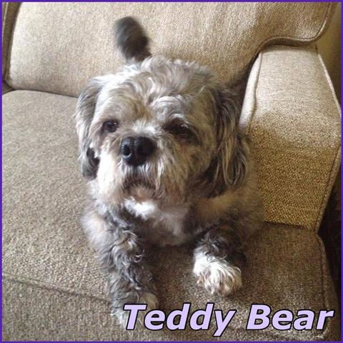 Teddy Bear