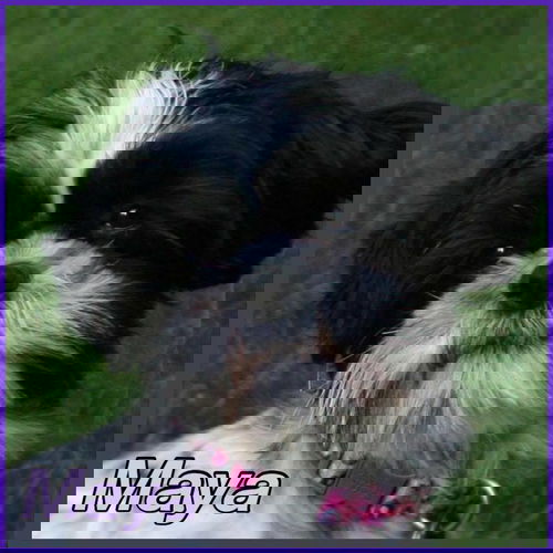 Sparky