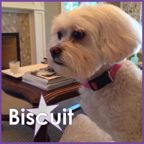 Biscuit