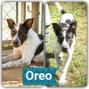 adoptable Dog in Staley, NC named Oreo