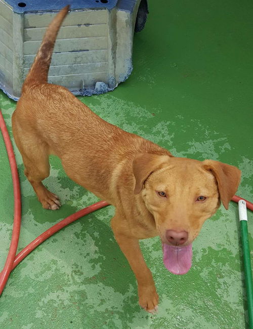 picture of the dog needing adoption