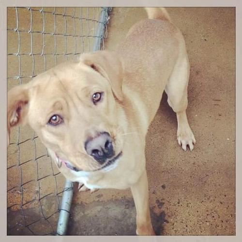 adoptable Dog in Staley, NC named Lola