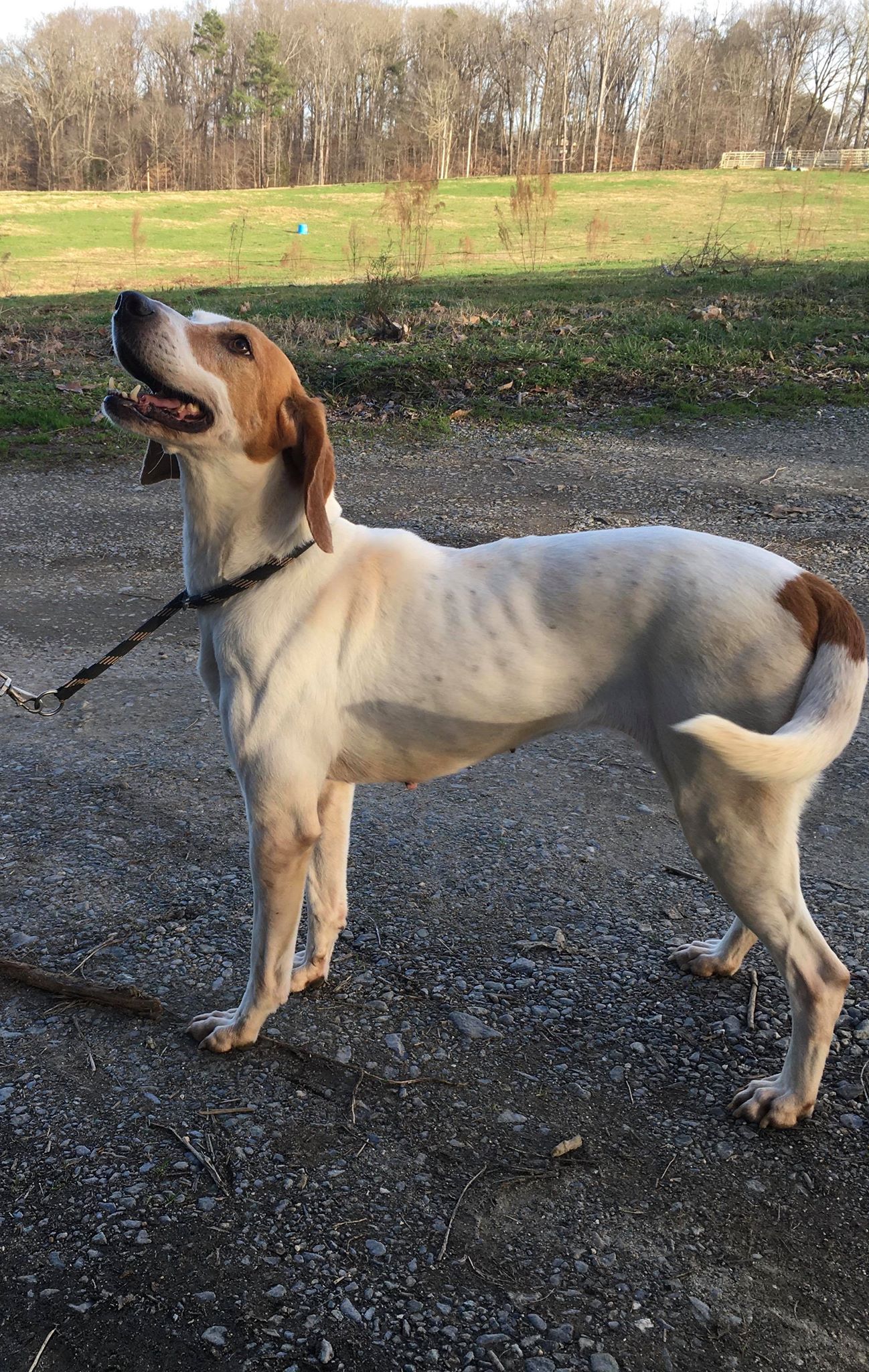 adoptable Dog in Staley, NC named Katie