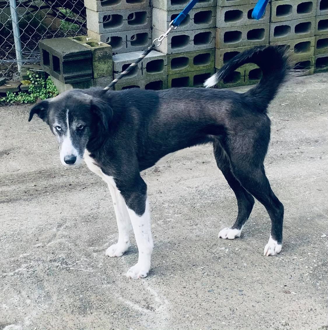 adoptable Dog in Staley, NC named Hope