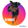 adoptable Dog in staley, NC named Bridget