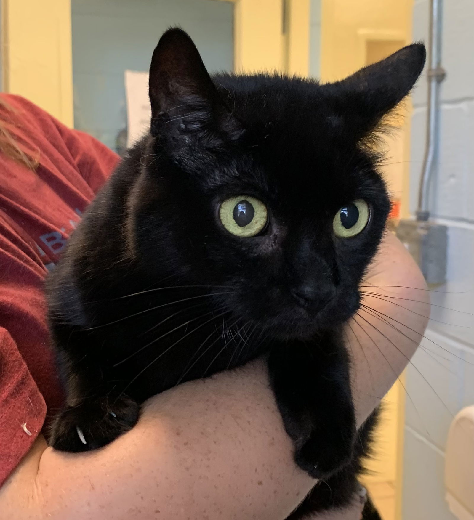 adoptable Cat in Staley, NC named Emma Lou