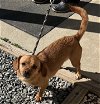 adoptable Dog in staley, NC named Eddie
