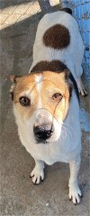 adoptable Dog in staley, NC named Jackson