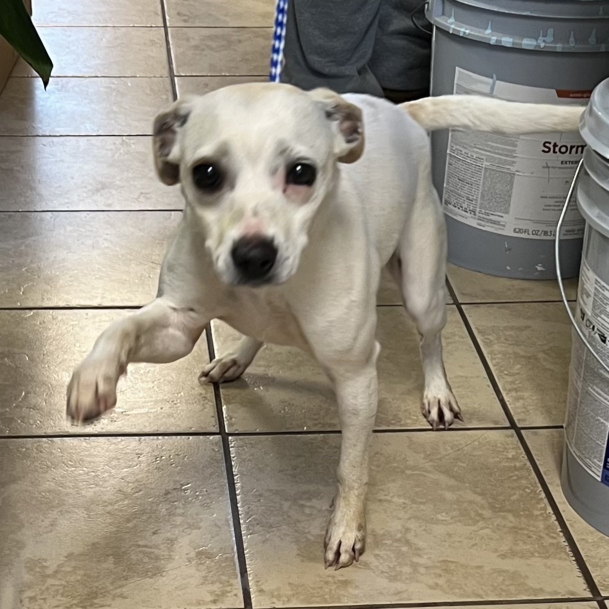 adoptable Dog in Staley, NC named Snowflake