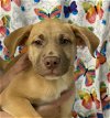 adoptable Dog in staley, NC named Charlotte