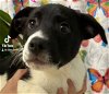 adoptable Dog in staley, NC named Eden