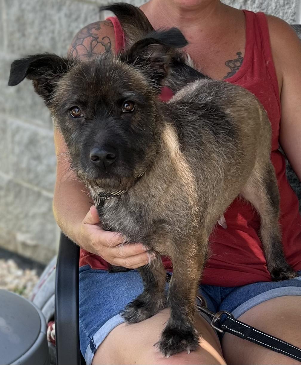 adoptable Dog in Staley, NC named Sassy