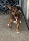 adoptable Dog in  named Louise
