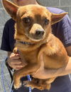 adoptable Dog in staley, NC named Tito