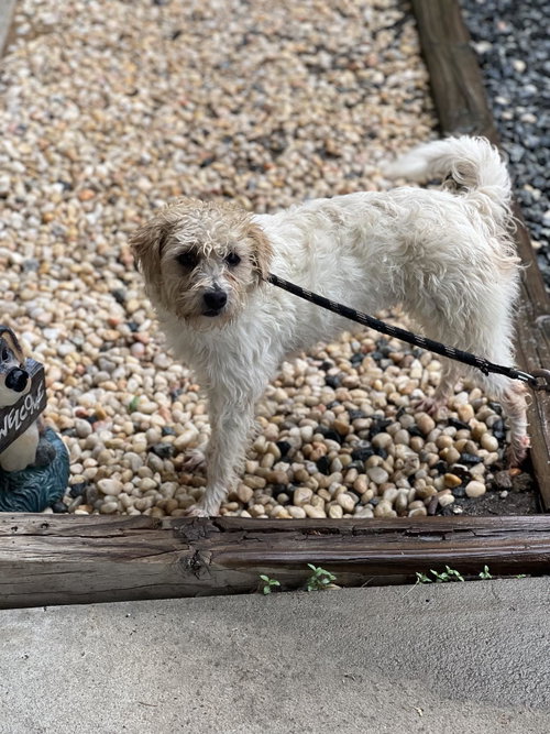 Haze, an adoptable Border Terrier in Staley, NC