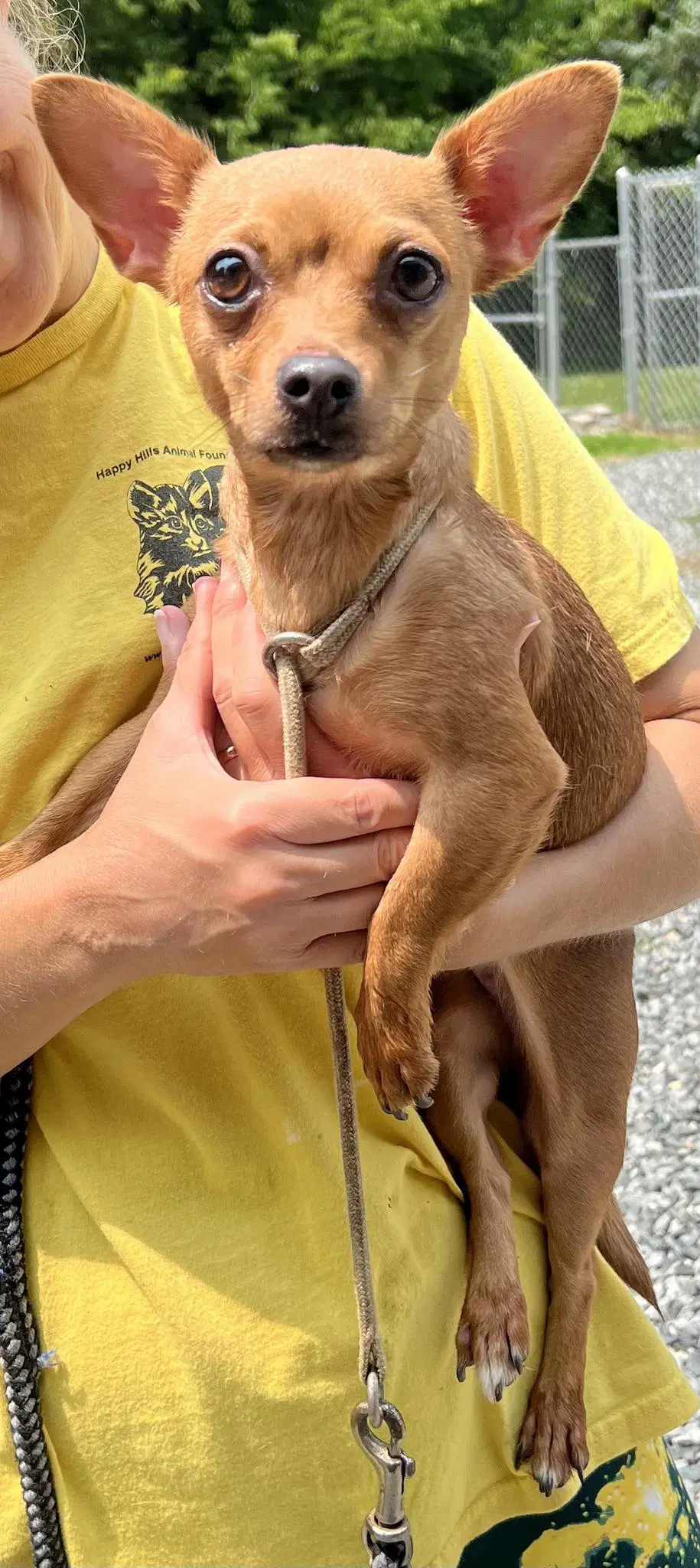 Zoey - Chihuahua