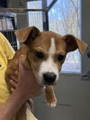 adoptable Dog in staley, NC named Pretzel