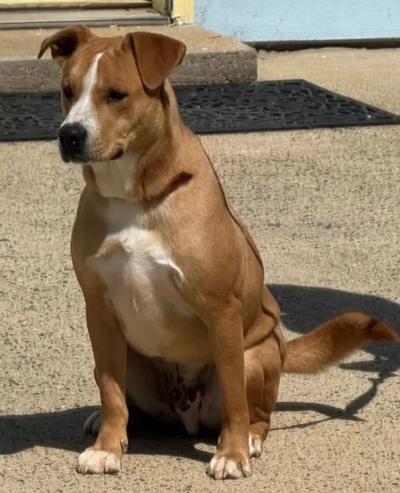Pretzel - Hound