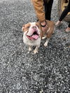 adoptable Dog in staley, NC named Sparky