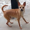 adoptable Dog in  named OJ
