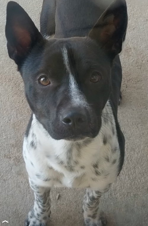 picture of the dog needing adoption