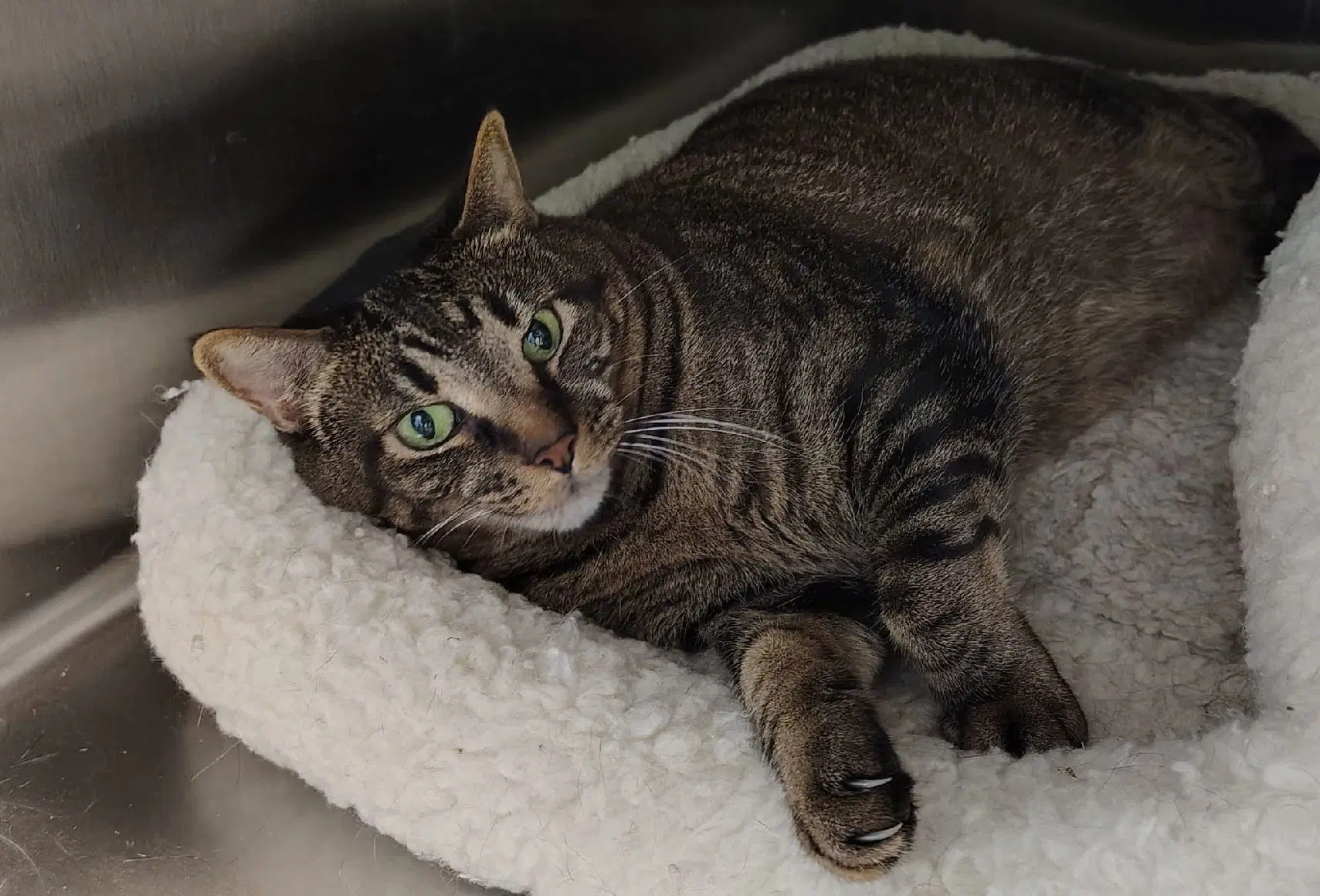 Enzo - Domestic Short Hair