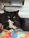 adoptable Cat in staley, NC named Vanta