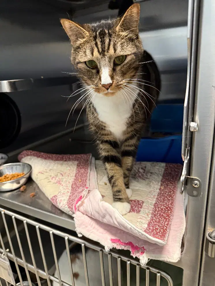 Link - Domestic Short Hair