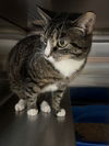 adoptable Cat in staley, NC named Toffee