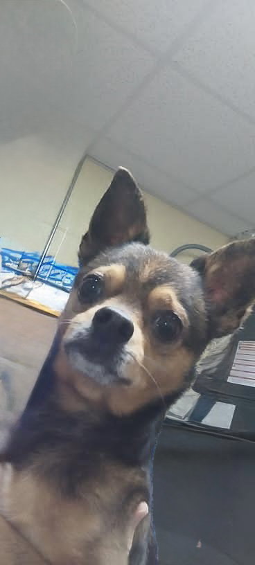 picture of the dog needing adoption