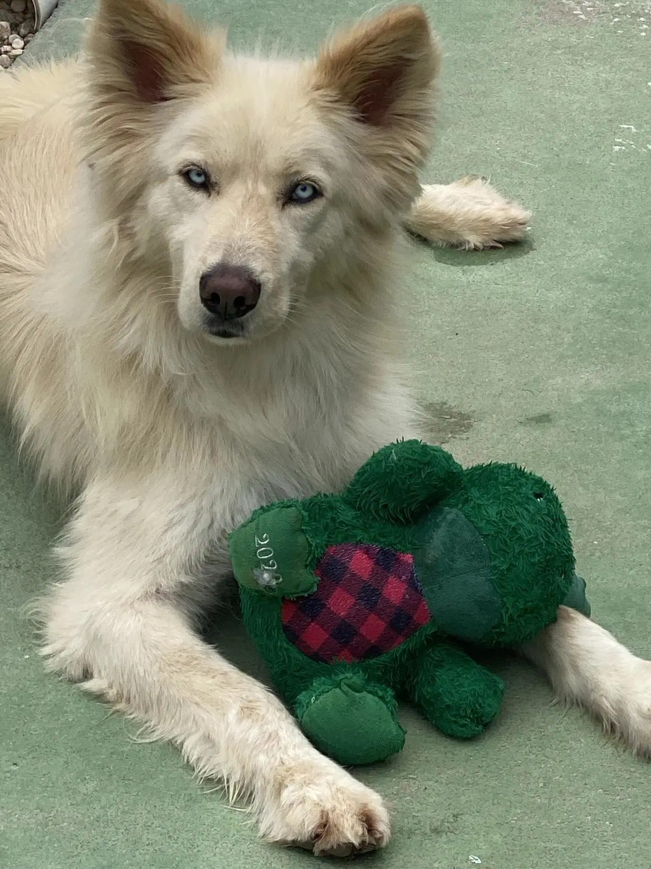 Cooper - Husky