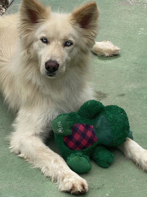 Cooper — Husky
