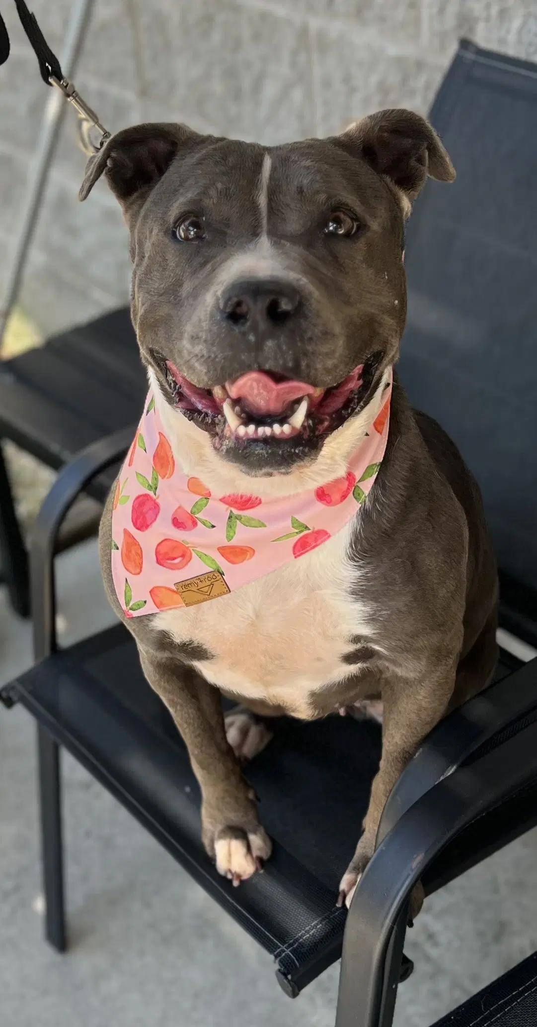 Maeve - American Staffordshire Terrier
