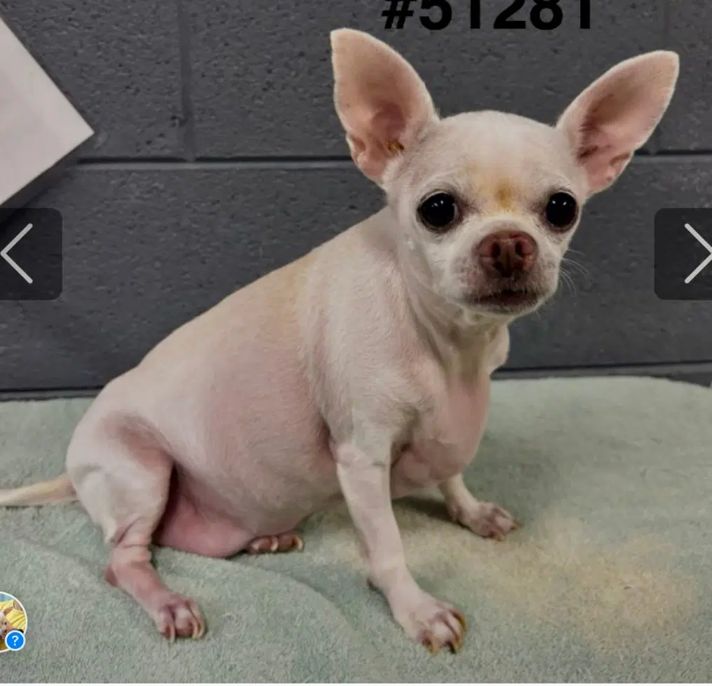 Millie - Chihuahua