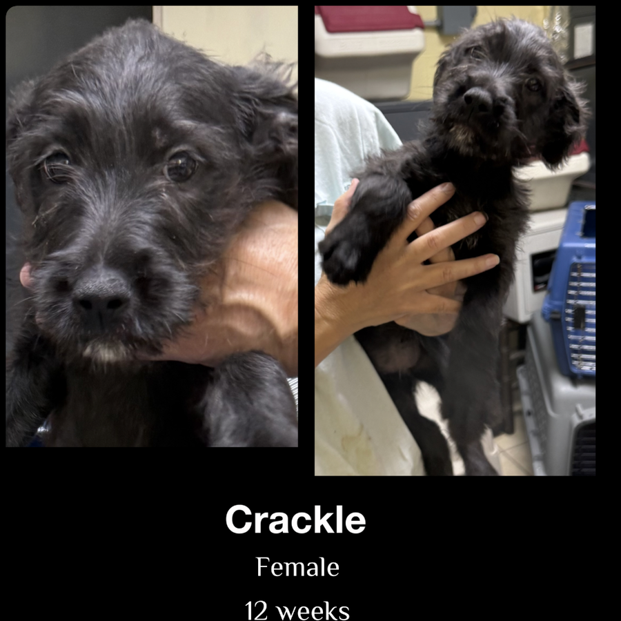 Crackle