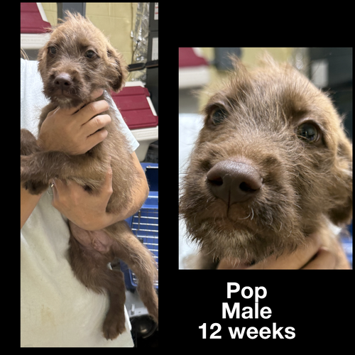 Pop, an adoptable German Wirehaired Pointer in Staley, NC
