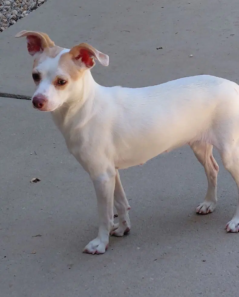 Clarice - Chihuahua