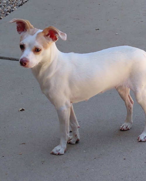 Clarice, an adoptable Chihuahua in Staley, NC