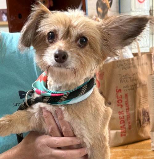 Willow, an adoptable Chihuahua in Staley, NC