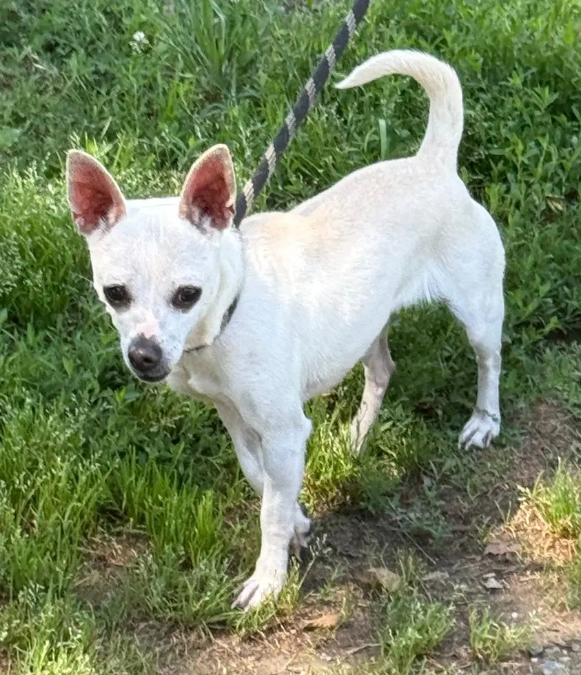 Moxie - Chihuahua