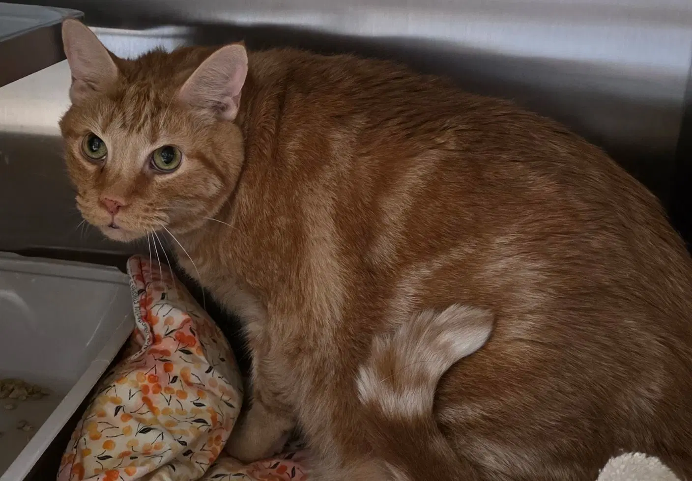 Flynn - Domestic Shorthair