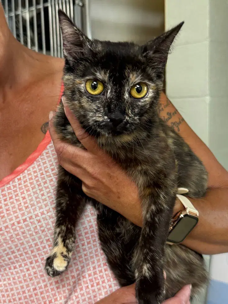 Kandi - Domestic Short Hair